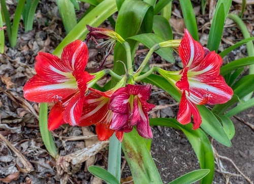 Striped Barbados Lily (Hippeastrum striatum). Hotel Bougainvillea, Costa Rica