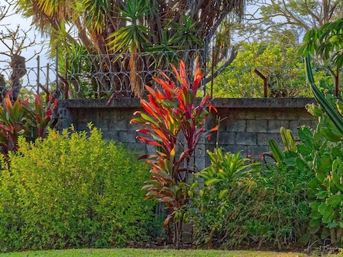 Ti Plant or Palm Lily (Cordyline fruticosa). Hotel Bougainvillea, Costa Rica