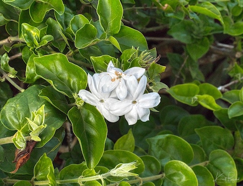 Star Jasmine (Jasminum multiflorum). Hotel Bougainvillea, Costa Rica