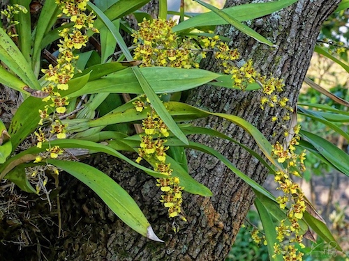 Dancing Ladies Orchids (Oncidium sphacelatum). Hotel Bougainvillea, Costa Rica