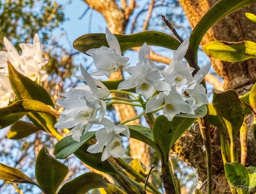 Small-Funneled Lip Dendrobium Orchid (Dendrobium infundibulum). Hotel Bougainvillea, Costa Rica