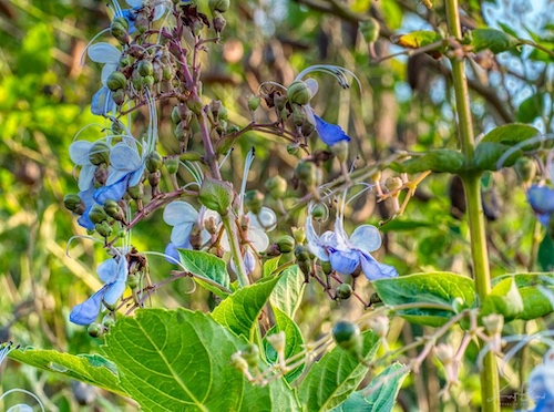 Blue Butterfly Bush (Rotheca myricoides/Clerodendrum myricoides). Hotel Bougainvillea, Costa Rica