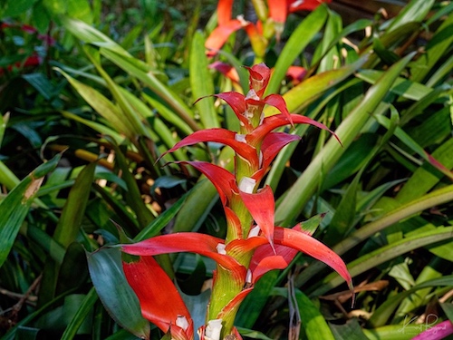 Guzmania wittmackii (André) André ex Mez (1896). Hotel Bougainvillea, Costa Rica