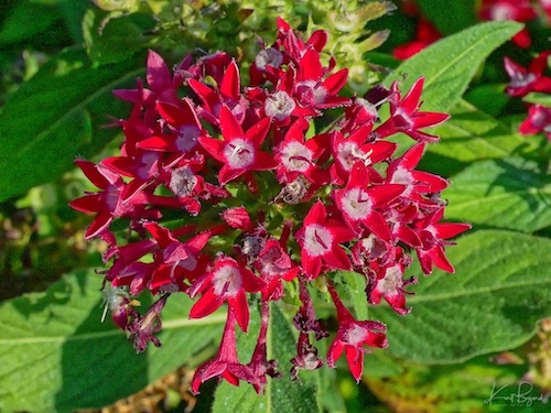 Egyptian Star Cluster (Pentas lanceolata). Hotel Bougainvillea, Costa Rica