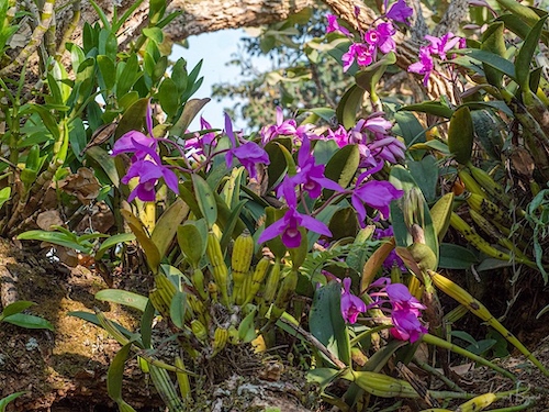 Guaria Morada (Guarianthe skinneri). Hotel Bougainvillea, Costa Rica