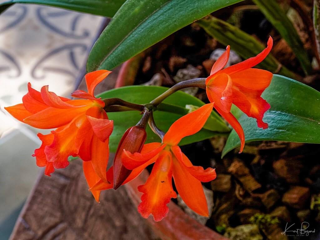 Cattlianthe Hybrid Orchid. Hotel Bougainvillea, Costa Rica