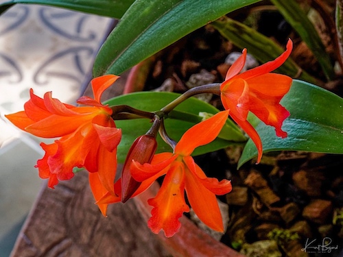 Cattlianthe Hybrid Orchid. Hotel Bougainvillea, Costa Rica