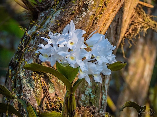 Small-Funneled Lip Dendrobium Orchid (Dendrobium infundibulum). Hotel Bougainvillea, Costa Rica