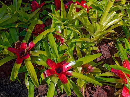 Blushing Bromeliad (Neoregelia carolinae). Hotel Bougainvillea, Costa Rica