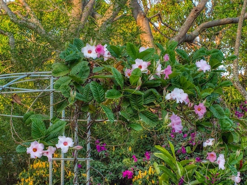 Shining Mandevilla (Mandevilla splendens/Dipladenia splendens ‘Rosacea’). Hotel Bougainvillea, Costa Rica