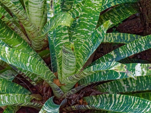 Vriesea hieroglyphica. Hotel Bougainvillea, Costa Rica