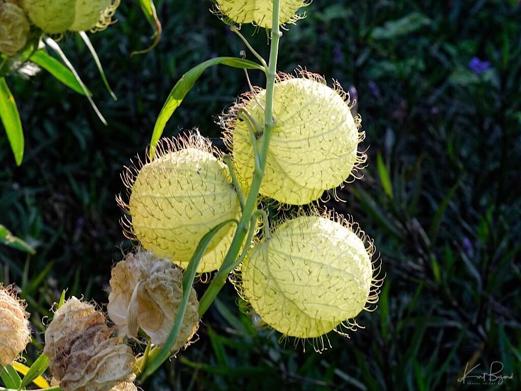 Balloon Plant Milkweed (Gomphocarpus physocarpus). Hotel Bougainvillea, Costa Rica