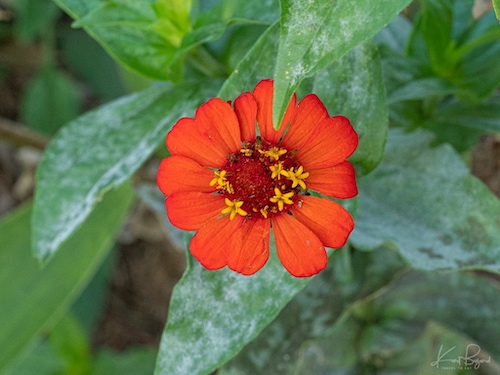 Peruvian Zinnia (Zinnia peruviana). Hotel Bougainvillea, Costa Rica