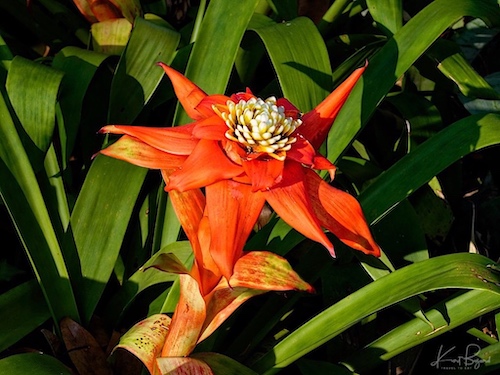 Scarlet Star (Guzmania lingulata). Hotel Bougainvillea, Costa Rica