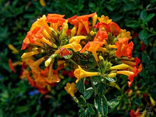 Marmalade Bush (Streptosolen jamesonii). Hotel Bougainvillea, Costa Rica