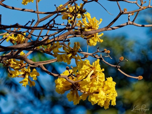 Golden Trumpet Tree (Handroanthus ochraceus). Hotel Bougainvillea, Costa Rica