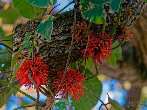 Red Hot Poker Tree (Erythrina abyssinica). Bougainvillea Hotel, Costa Rica