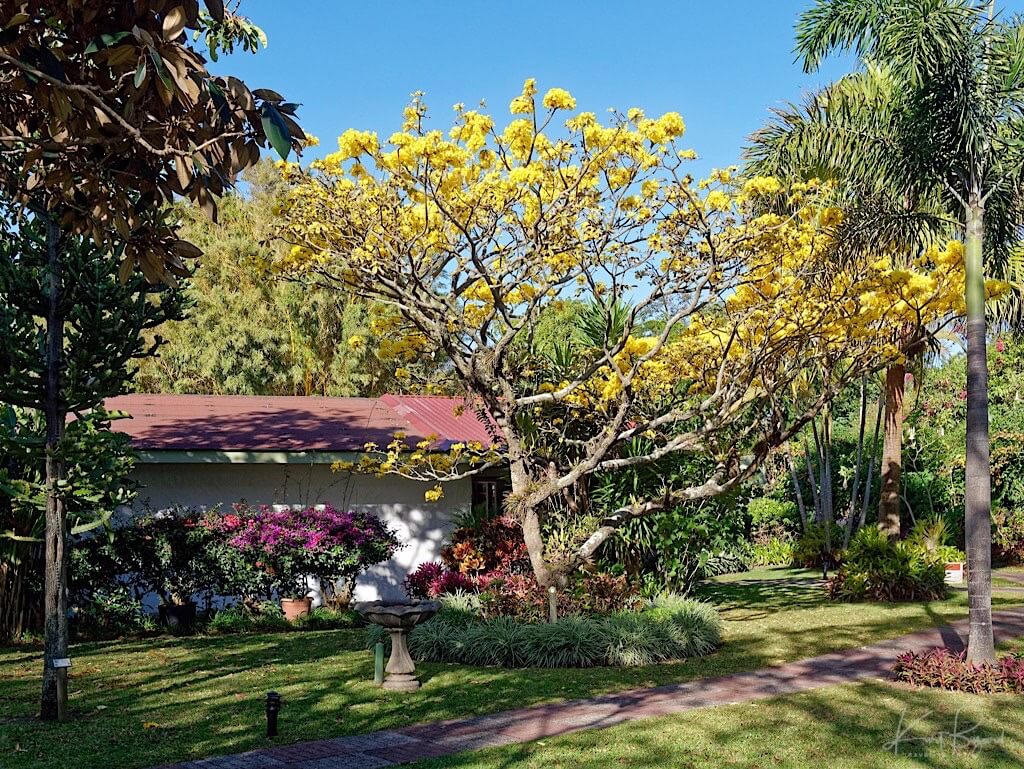 Golden Trumpet Tree (Handroanthus ochraceus). Hotel Bougainvillea, Costa Rica