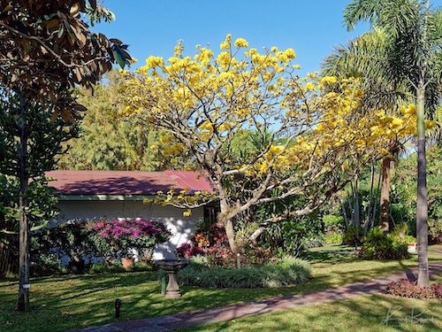 Golden Trumpet Tree (Handroanthus ochraceus). Hotel Bougainvillea, Costa Rica