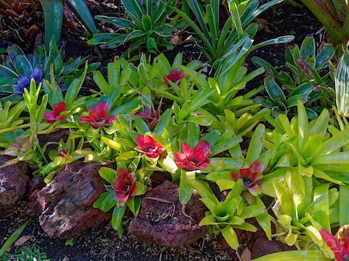 Blushing Bromeliad (Neoregelia carolinae). Hotel Bougainvillea, Costa Rica