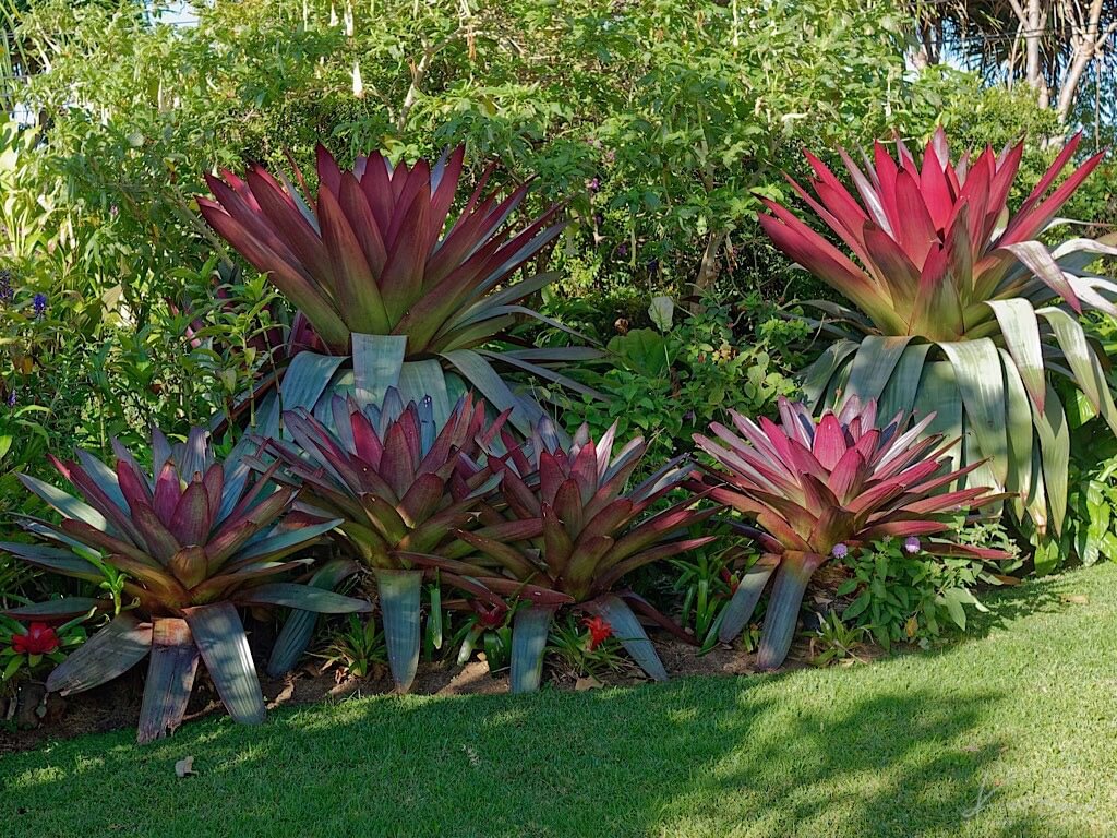 Alcantarea imperialis/Vriesea imperilis. Hotel Bougainvillea, Costa Rica