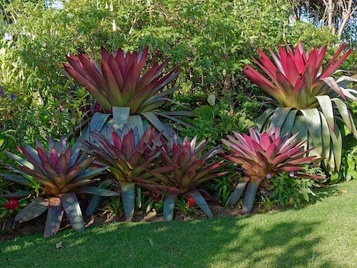 Alcantarea imperialis/Vriesea imperilis. Hotel Bougainvillea, Costa Rica