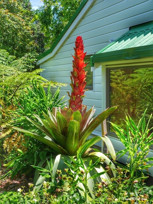 Alcantarea imperialis/Vriesea imperilis in Bloom. Auckland Botanic Gardens, New Zealand