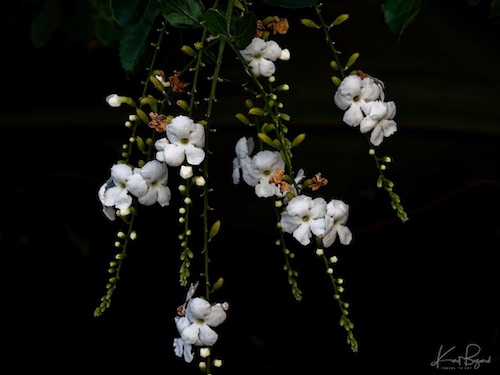 White Sky Flower, Golden Dewdrop (Duranta erecta ‘Alba’). Hotel Bougainvillea, Costa Rica