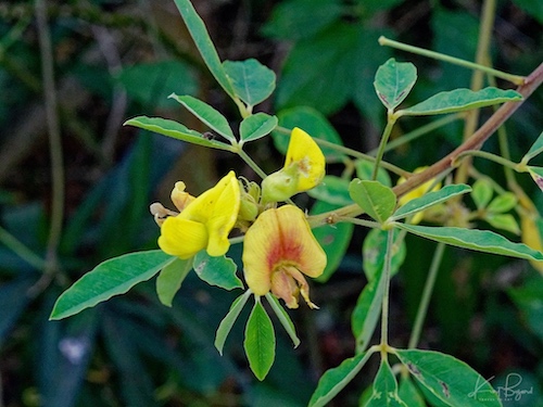 Chipilín (Crotalaria longirostrata). Hotel Bougainvillea, Costa Rica