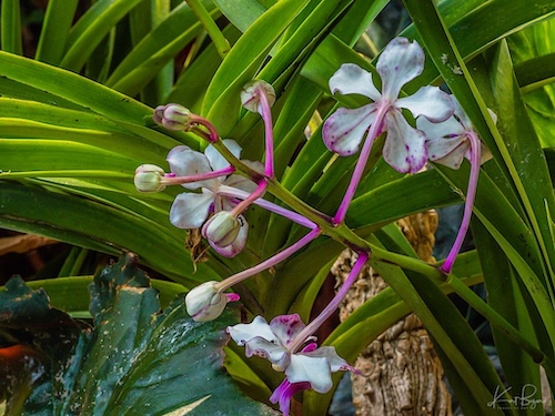 Vanda luzonica Orchid. Hotel Bougainvillea, Costa Rica