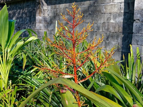 Aechmea blanchetiana. Hotel Bougainvillea, Costa Rica