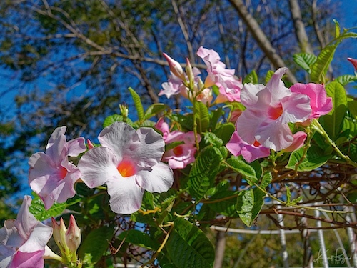 Shining Mandevilla (Mandevilla splendens/Dipladenia splendens ‘Rosacea’). Hotel Bougainvillea, Costa Rica