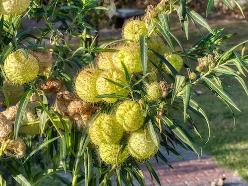 Balloon Plant Milkweed (Gomphocarpus physocarpus). Hotel Bougainvillea, Costa Rica