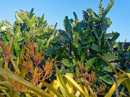 Aechmea blanchetiana. Hotel Bougainvillea, Costa Rica