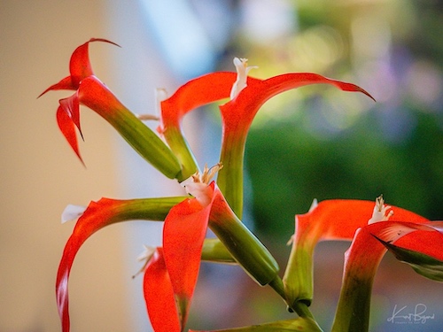 Tillandsia leiboldiana. Hotel Bougainvillea, Costa Rica