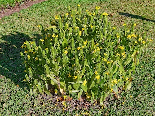 Giant Shrimp Plant (Barleria micans). Hotel Bougainvillea, Costa Rica