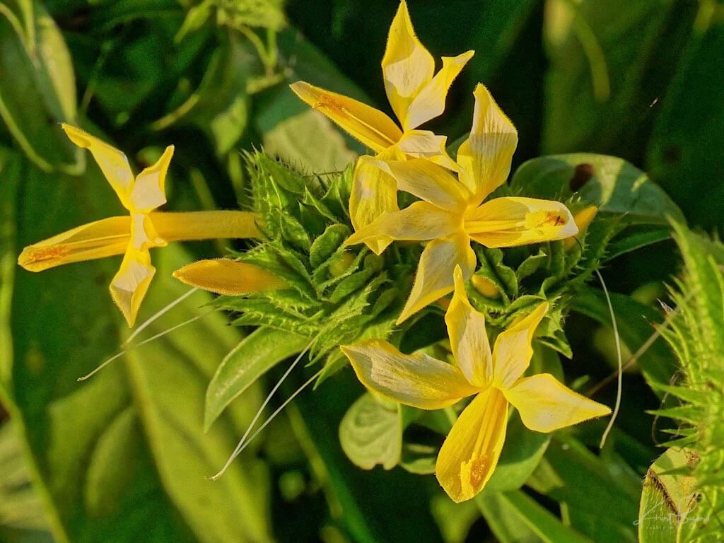 Giant Shrimp Plant (Barleria micans). Hotel Bougainvillea, Costa Rica