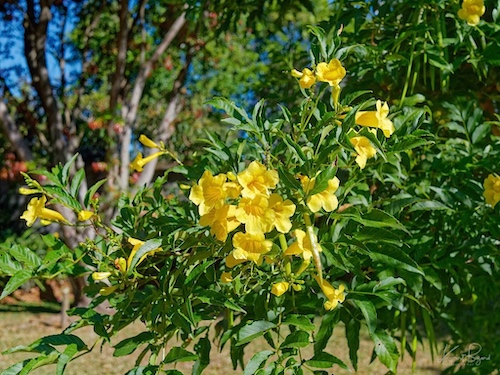 Yellow Elder (Tecoma stans). Hotel Bougainvillea, Costa Rica