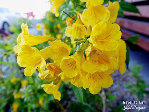 Yellow Bells (Tecoma stans var. angustata). Las Vegas, Nevada