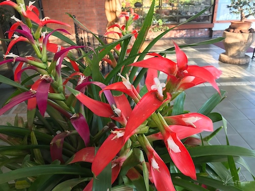 Tillandsia leiboldiana. Hotel Bougainvillea, Costa Rica