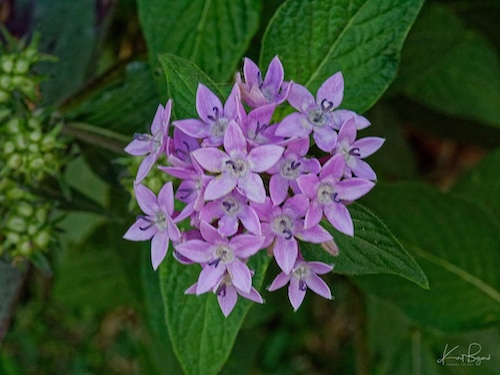 Egyptian Star Cluster (Pentas lanceolata). Hotel Bougainvillea, Costa Rica