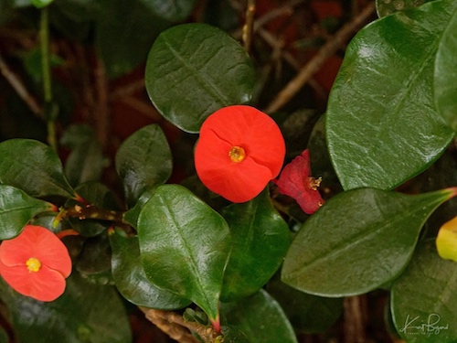 Euphorbia geroldii. Hotel Bougainvillea, Costa Rica