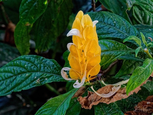 Golden Shrimp Plant or Lollipop Plant (Pachystachys lutea). Hotel Bougainvillea, Costa Rica