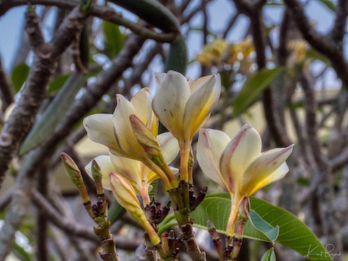 Plumaria (Plumeria alba). Hotel Bougainvillea, Costa Rica