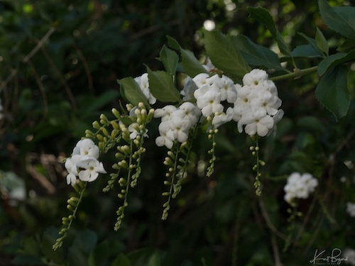 White Sky Flower, Golden Dewdrop (Duranta erecta ‘Alba’). Hotel Bougainvillea, Costa Rica