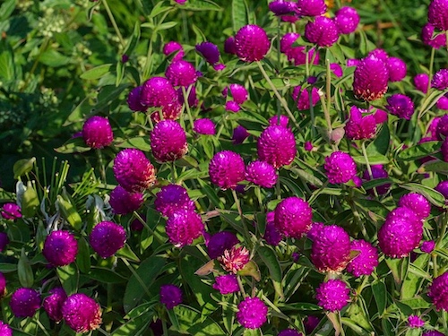 Globe Amaranth (Gomphrena globosa). Hotel Bougainvillea. Costa Rica