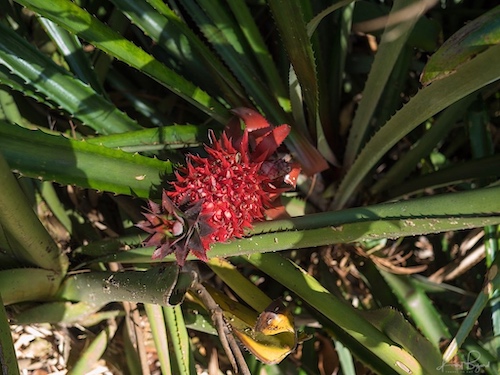 Red Pineapple (Ananas bracteatus). Hotel Bougainvillea, Costa Rica