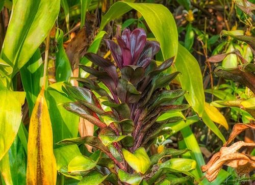 Cordyline Compacta. Hotel Bougainvillea, Costa Rica