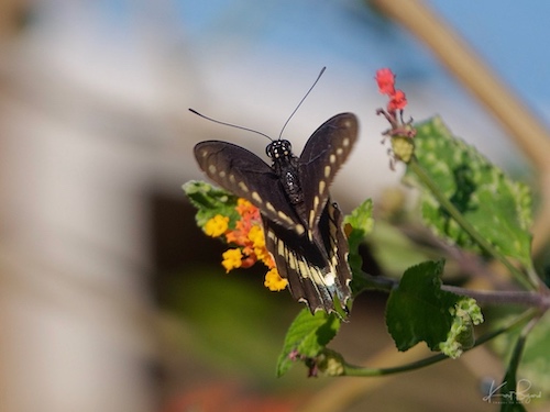 Polydamas Swallowtail (Battus polydamas). Cerro Lodge, Costa Rica