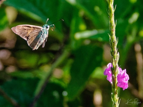 Two-Barred Flasher Moth (Astraptes fulgerator) in Porterweed. Flores, Guápiles, Costa Rica